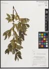 Foto von Salix mielichhoferi Saut.